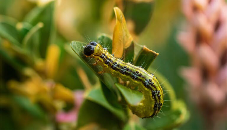 Buxusmot bestrijden aaltjesonline