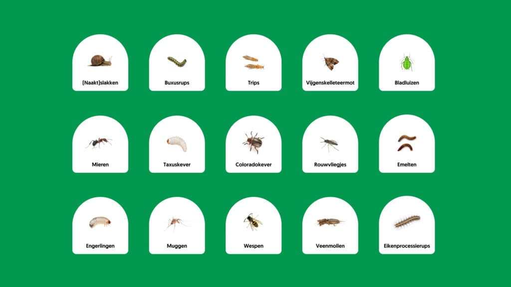 Meest voorkomende plaaginsecten Nederland