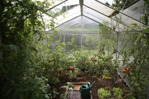 Alles over groente en fruit kweken