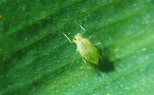bladluis op plant