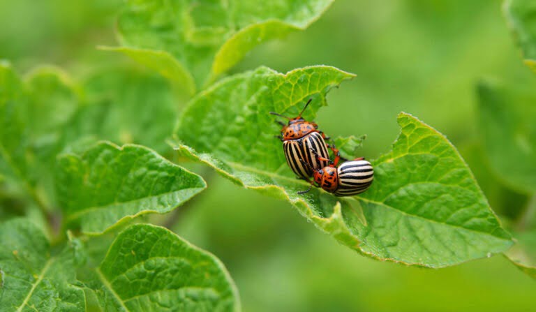 Is de coloradokever giftig voor mens of dier?