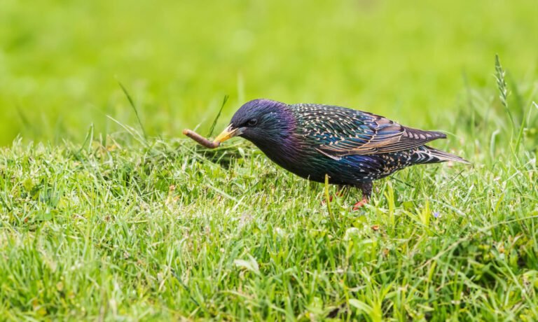 Vogels zijn natuurlijke vijanden van emelten