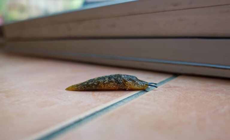 Naaktslakken in huis