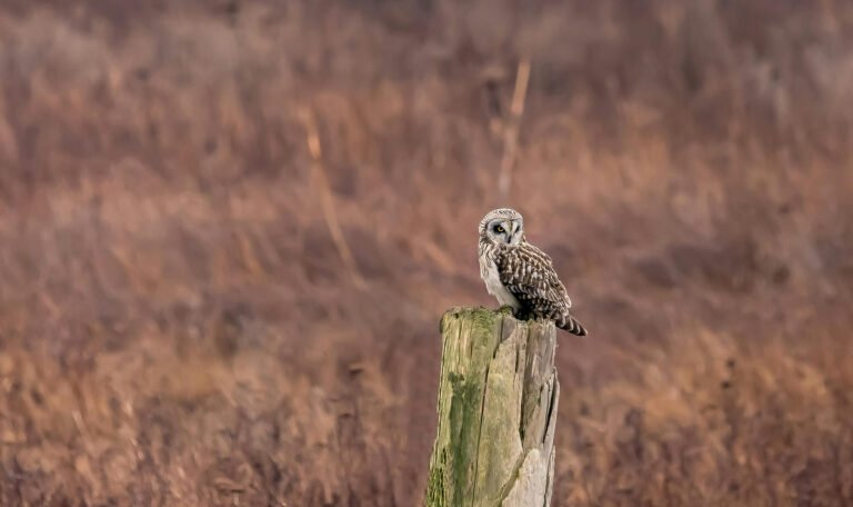 De uil, een natuurlijke vijand van de veenmol