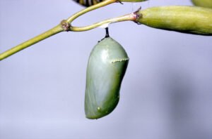 Cocon vlinder popstadium