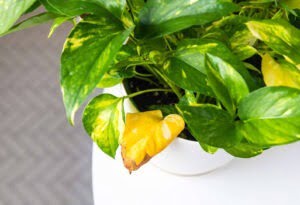 Gele bladeren bij plant