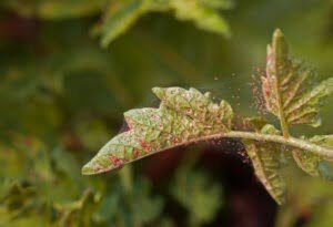 Spint en spinsels op je planten