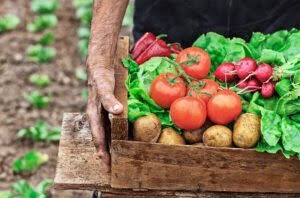 Alles over biologisch tuinieren