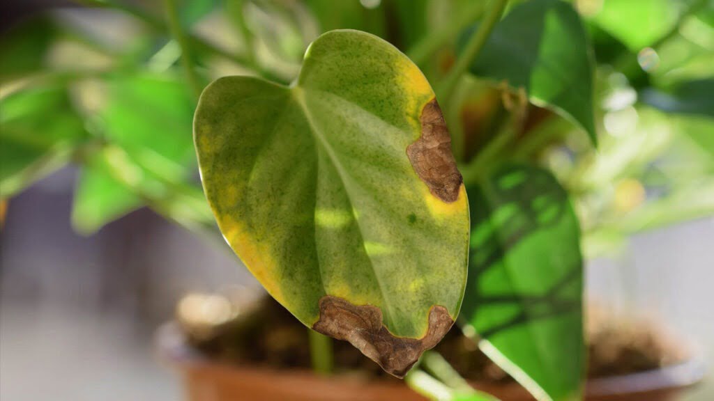 gele en bruine bladeren plant