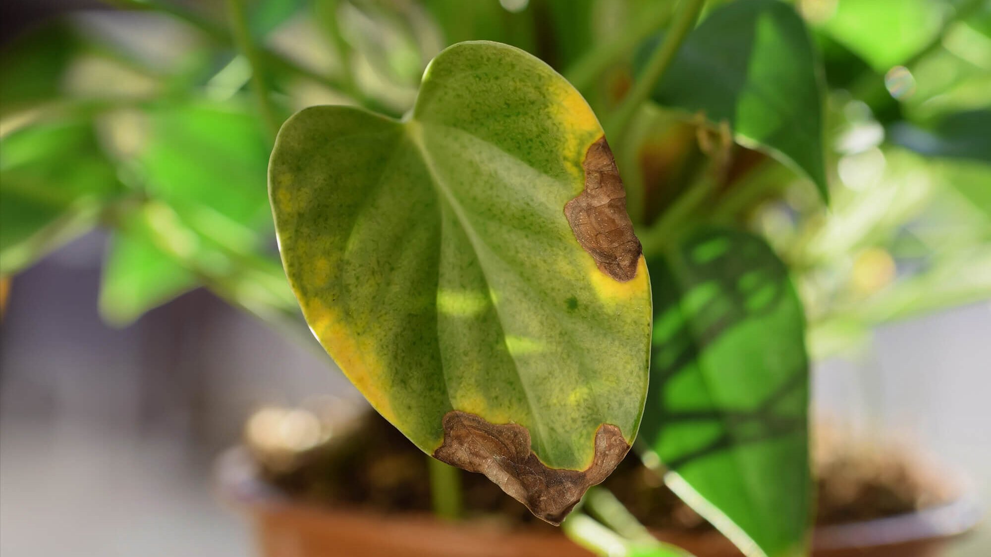 Bruine bladeren plant
