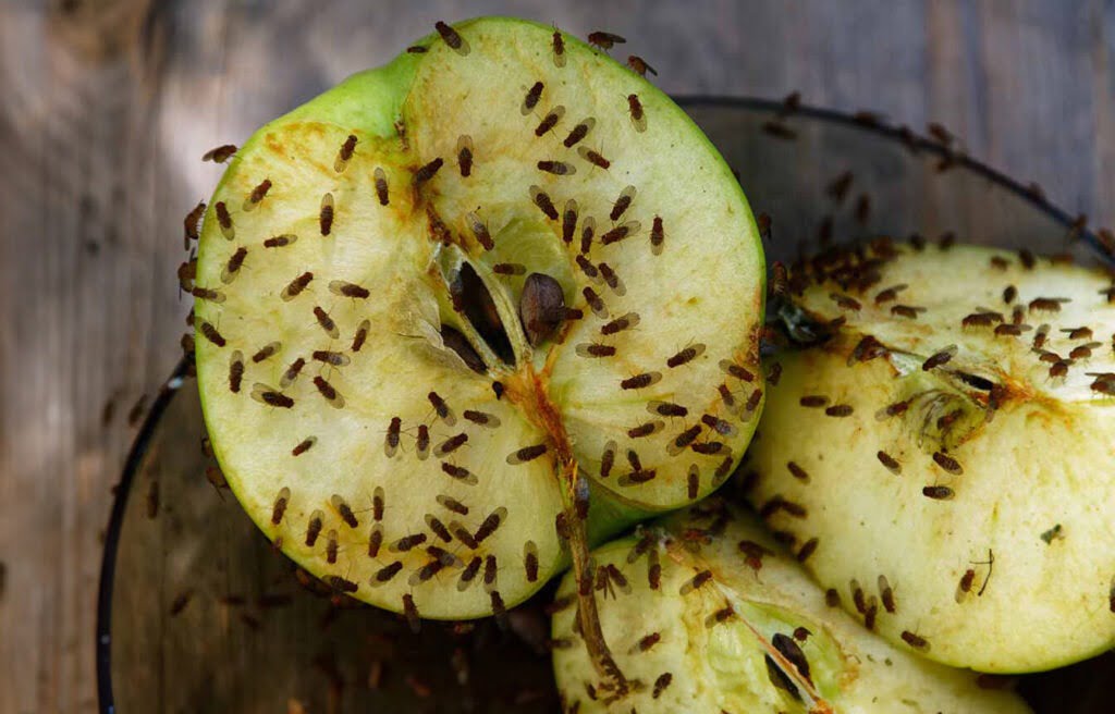 Fruitvlieg herkennen op appel