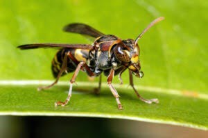 Insect close up De kop, met voesprieten