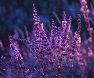 lavendel in weide