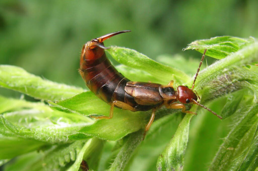 Oorworm achterlijf