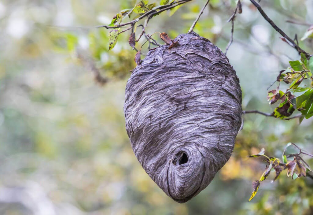 Wespennest herkennen, wespen uit je tuin houden