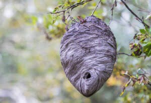 Wespennest herkennen, wespen uit je tuin houden