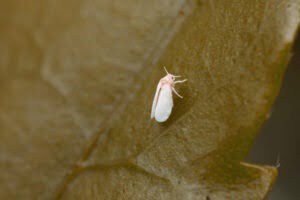 Witte vlieg herkennen op blad