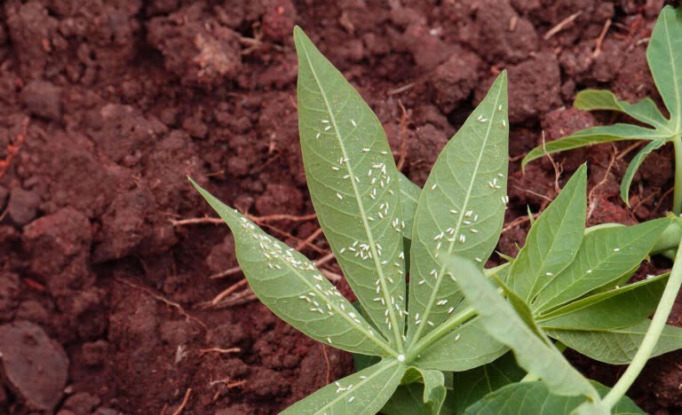 Witte vlieg op plant