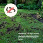 Aaltjes tegen emelten - Emelten in je gazon - Aaltjesonline