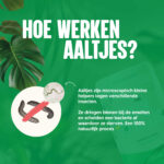 Emelten in je gazon - aaltjes tegen emelten - aaltjesonline