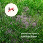 zandhoop in gazon - Aaltjes tegen mieren - AaltjesOnline