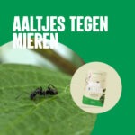 Product - Aaltjes tegen mieren - AaltjesOnline