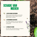 Schade van mieren - Aaltjes tegen mieren - AaltjesOnline