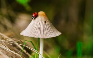 Paddestoelen en schimmels