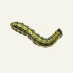 Close-up van een buxusmot