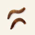 Close-up van emelten