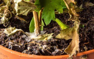 Schimmels kamerplanten