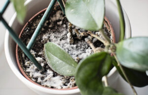 Wat zijn de meest voorkomende schimmels bij planten?