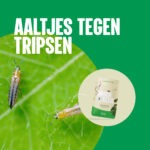 Aaltjes tegen tripsen - Ons product 100% biologisch - Aaltjesonline
