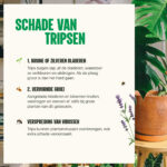 Aaltjes tegen tripsen - schade van tripsen - Aaltjesonline