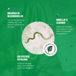 Aaltjes tegen tripsen werken op deze manier - Aaltjesonline