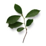 Uitzetten van aaltjes op blad(eren)