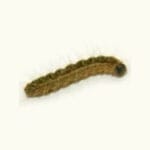 Close-up van een eikenprocessierups