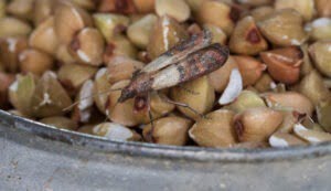 Voedselmot herkennen noten