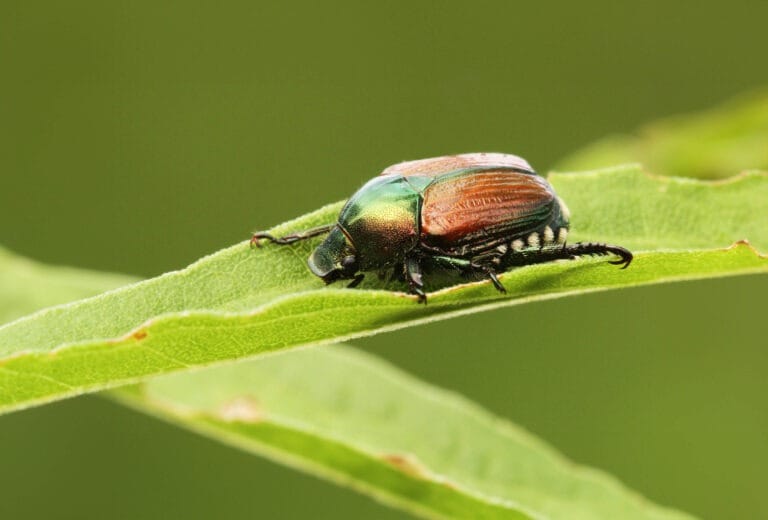 Japanse kever herkennen - Kever soorten Nederland