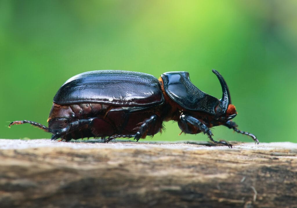 Neushoornkever herkennen - Kever soorten Nederland