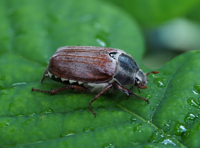 Junikever herkennen - Kever soorten Nederland