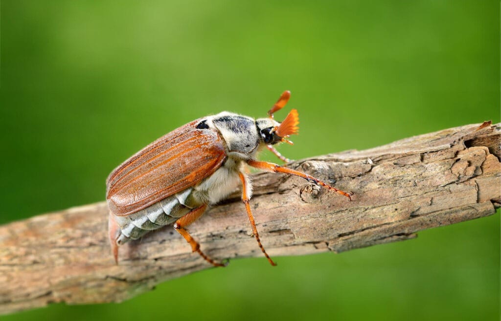 Meikever herkennen - Kever soorten Nederland