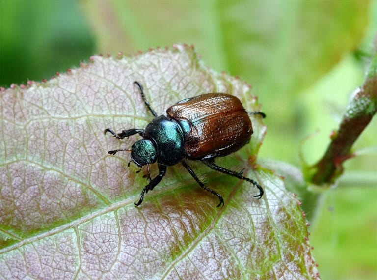 rozenkever herkennen - Kever soorten Nederland