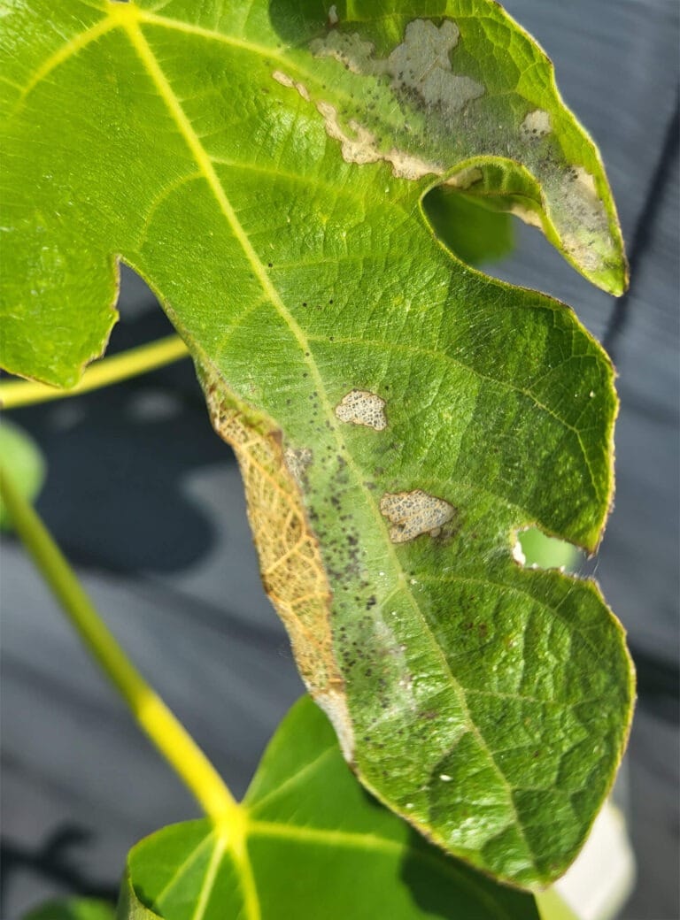 schadebeeld vijgenskeletteermot