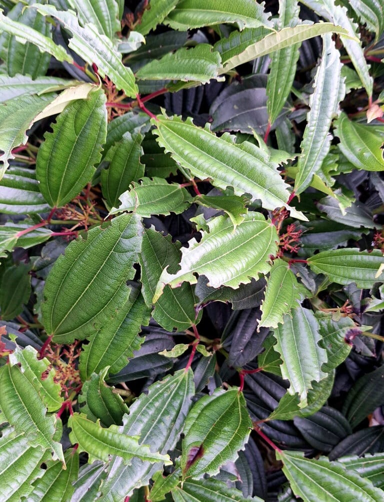 Schade op blad taxuskever