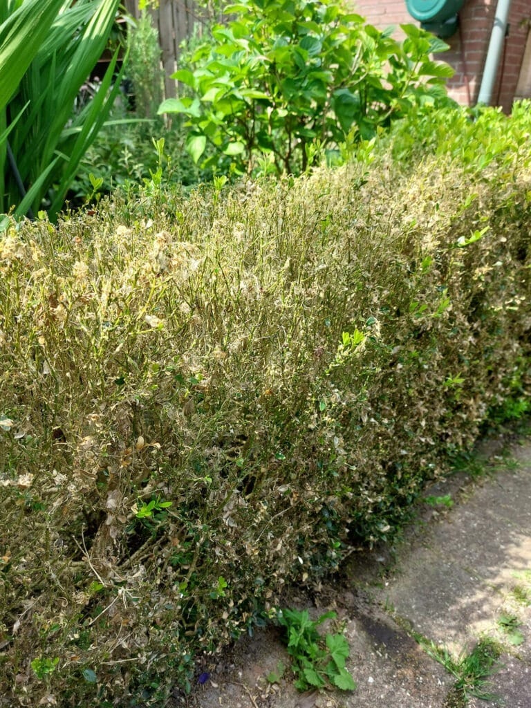 Buxus kaal door buxusrups (buxusmot)