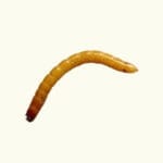 Close up van een ritnaald