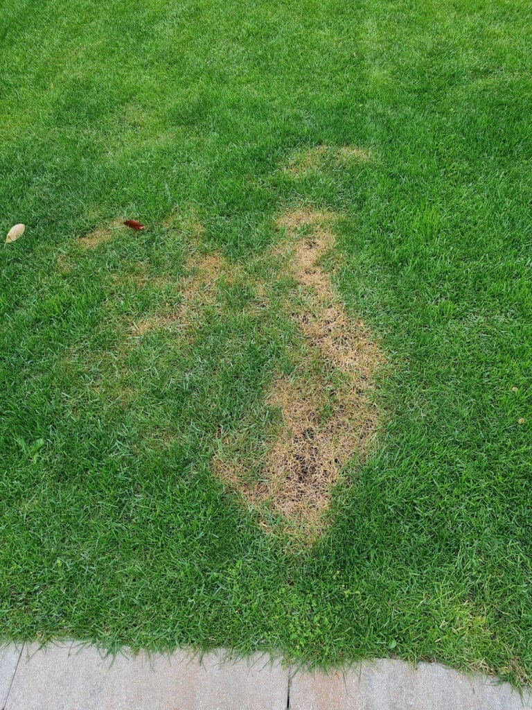 Plaag gazon herkennen