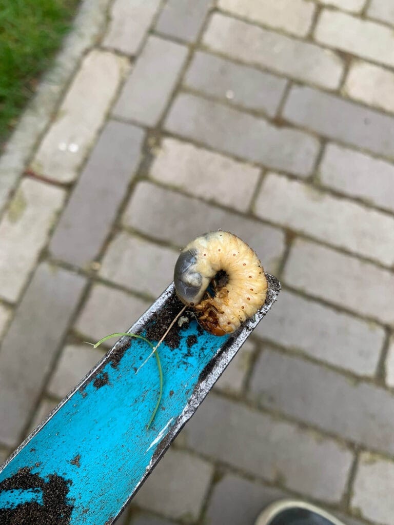 engerling in gazon gevonden - foto door klant