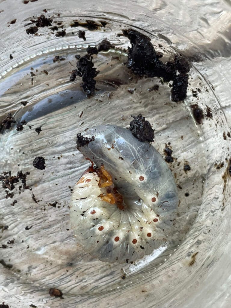 Engerling macro foto - door klant